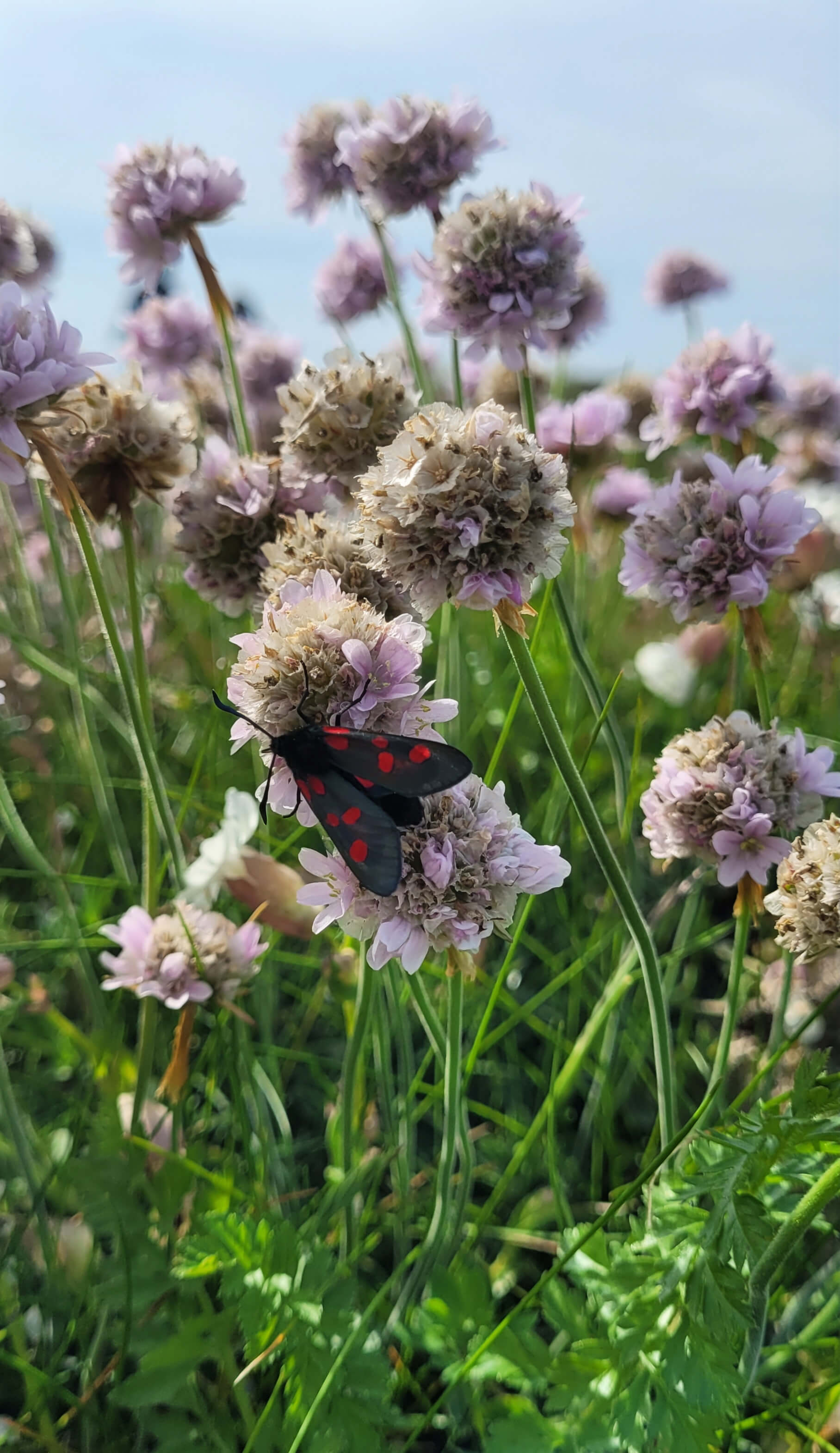 Armérie maritime et insecte pollinisateur