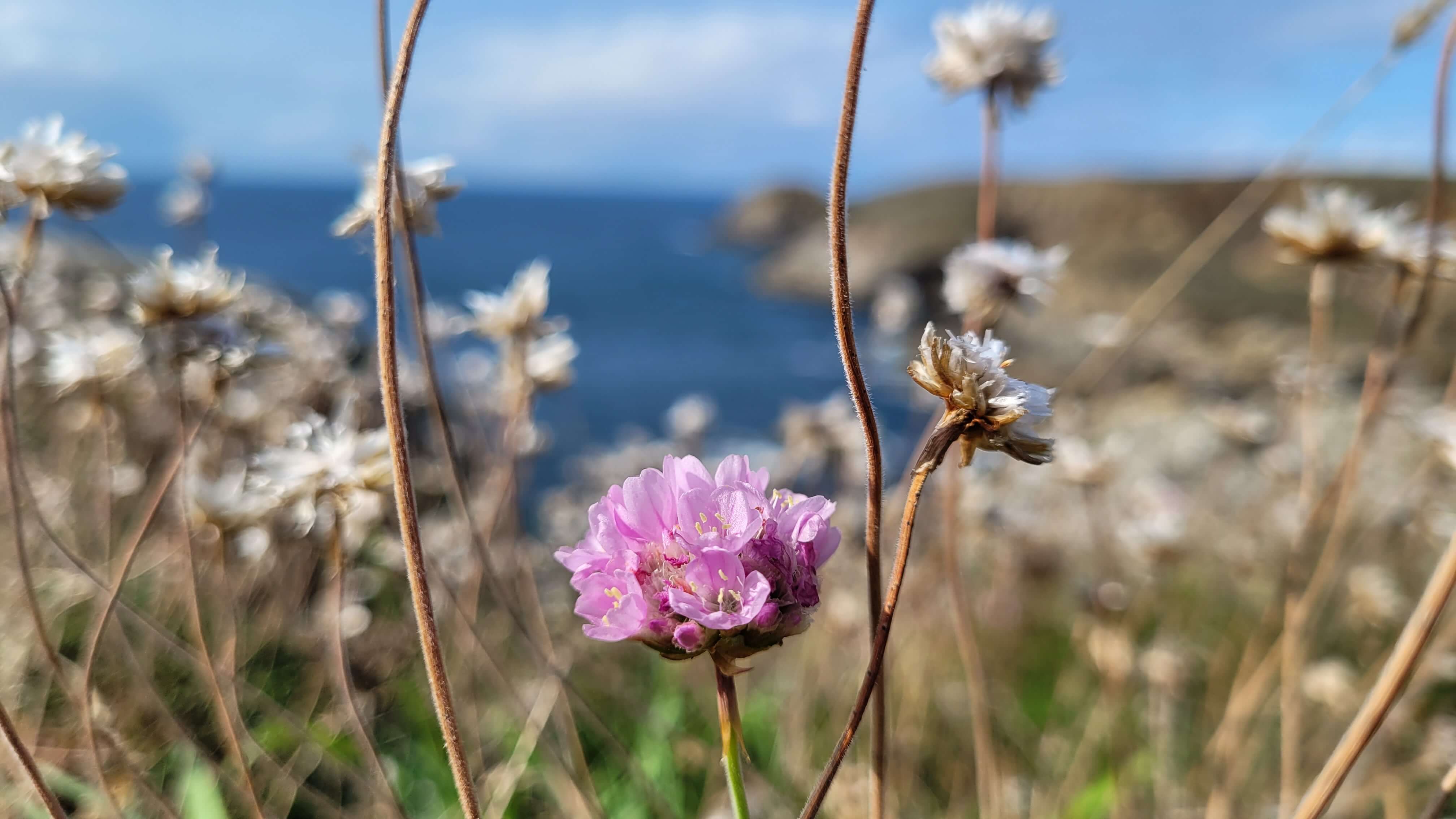 Armérie maritime dans le Cap Sizun, mer en arrière-plan